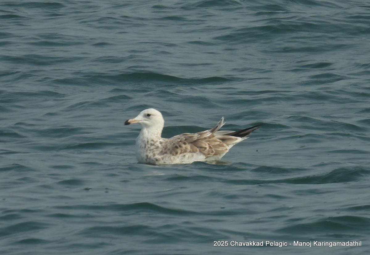 Lesser Black-backed Gull - ML646190267