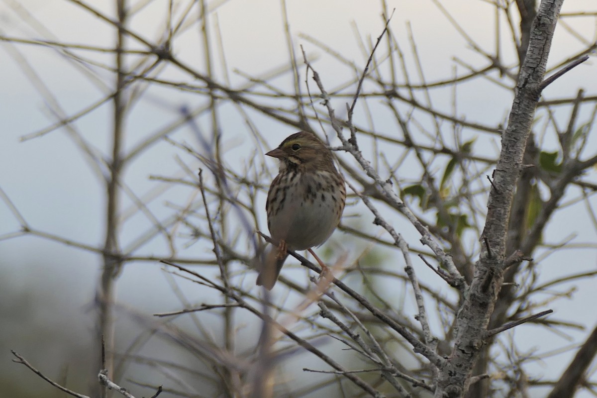 Savannah Sparrow - ML646190272