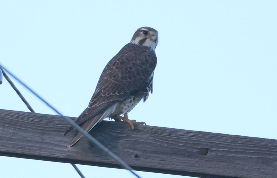 Prairie Falcon - ML646190278