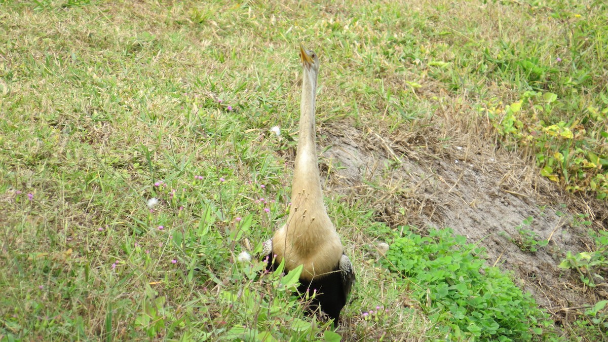 Anhinga - ML646190287