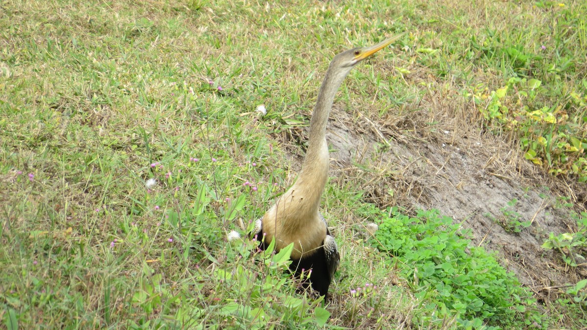 Anhinga - ML646190288