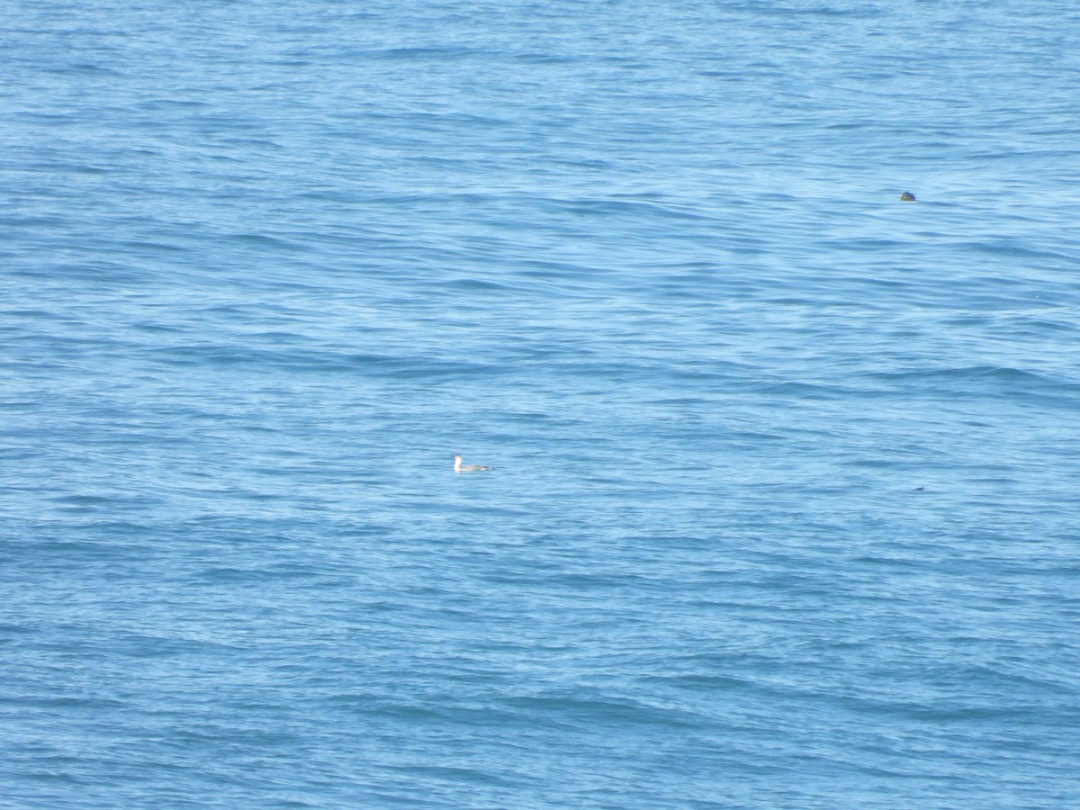 Plongeon catmarin - ML646190293