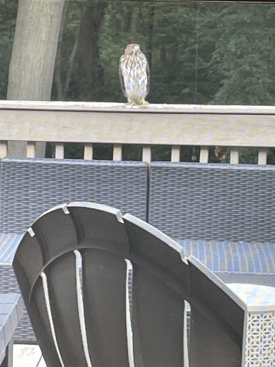 Cooper's Hawk - ML646190294