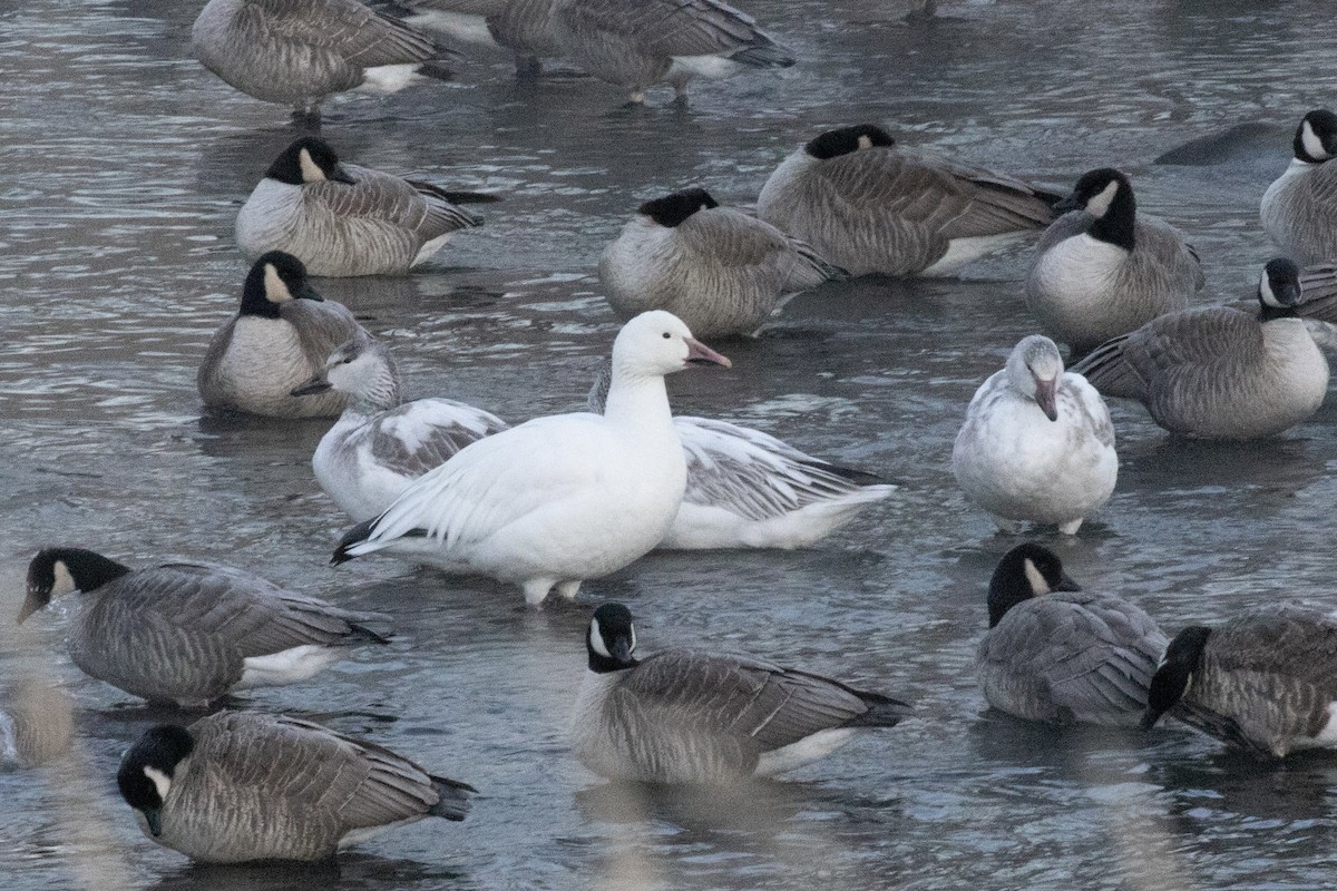 Snow Goose - ML646190295