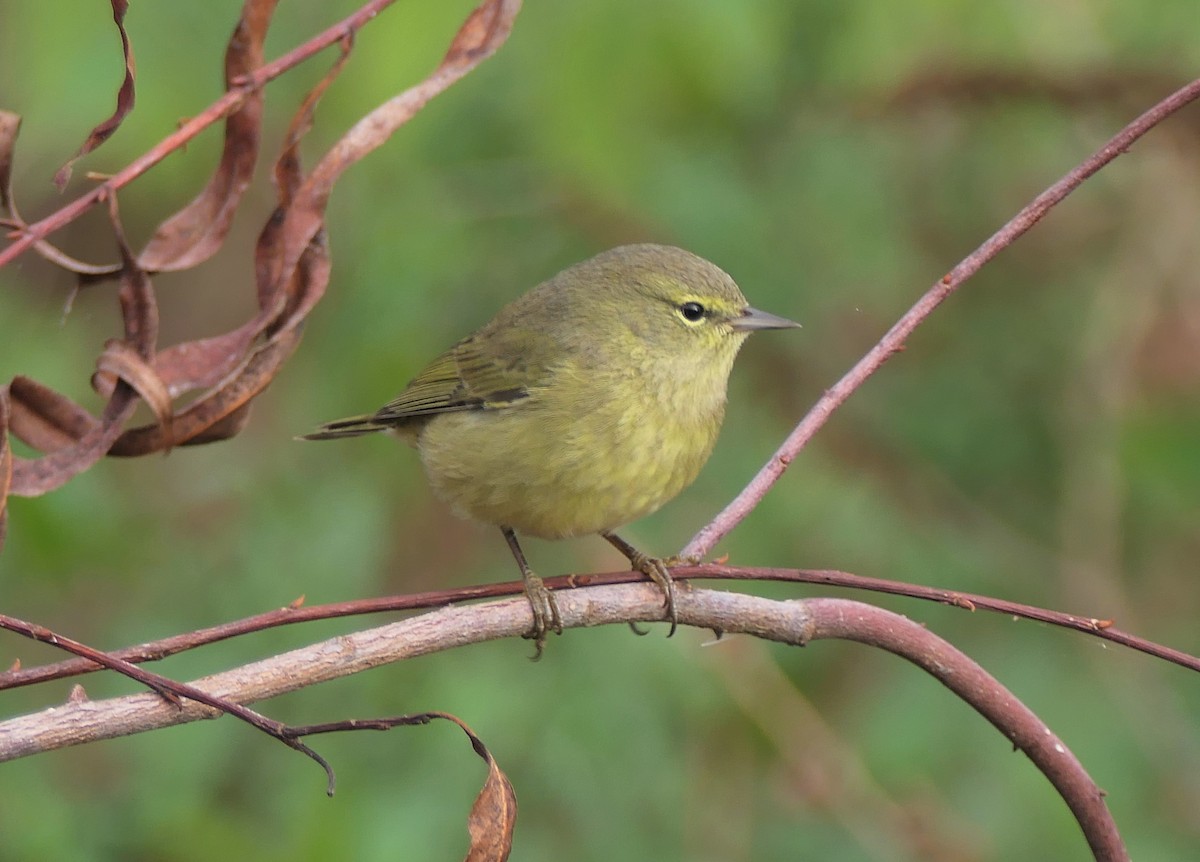 Orange-crowned Warbler - ML646190296
