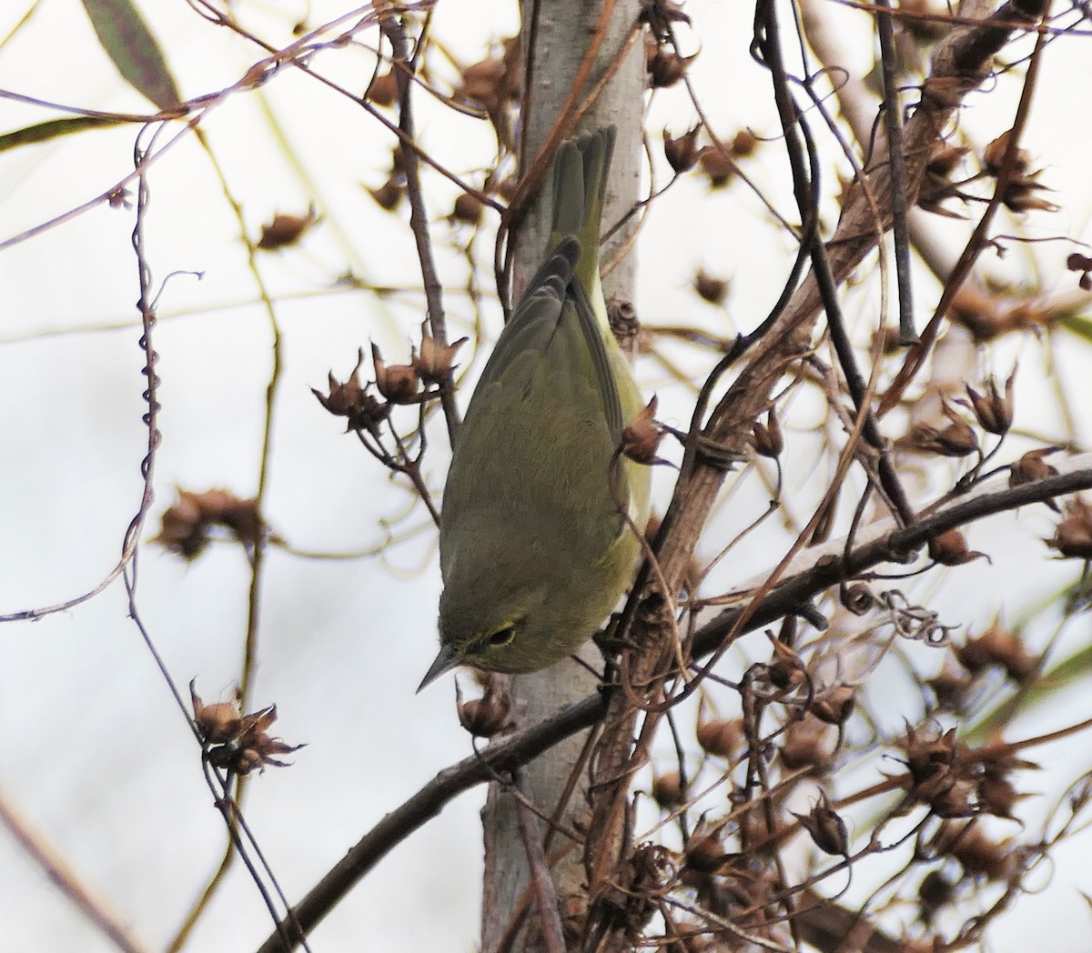 Orange-crowned Warbler - ML646190299