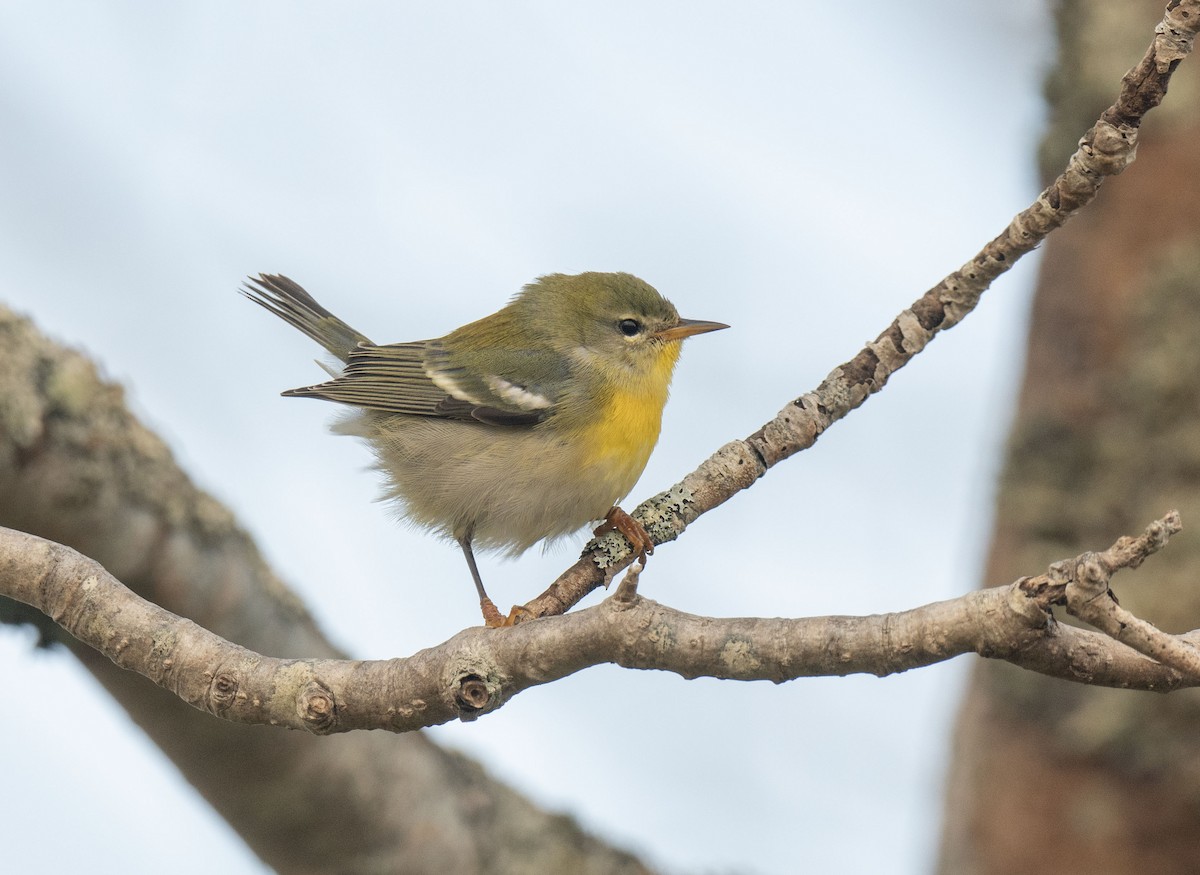 Очковая древесница - ML646190300