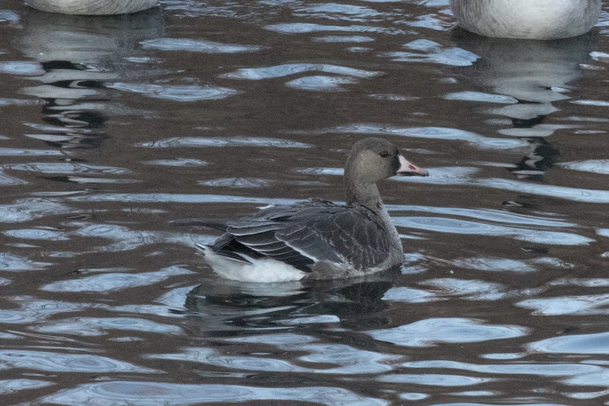 白額雁 - ML646190302