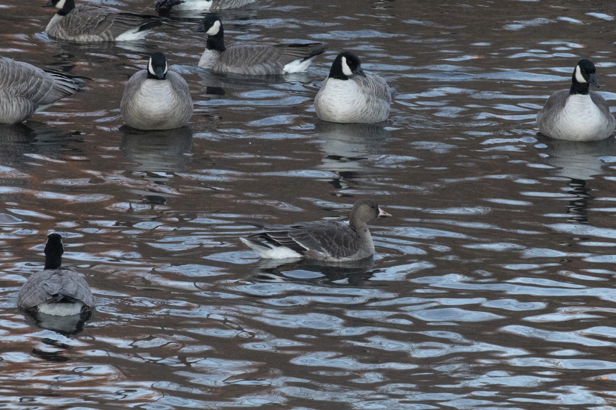 白額雁 - ML646190303