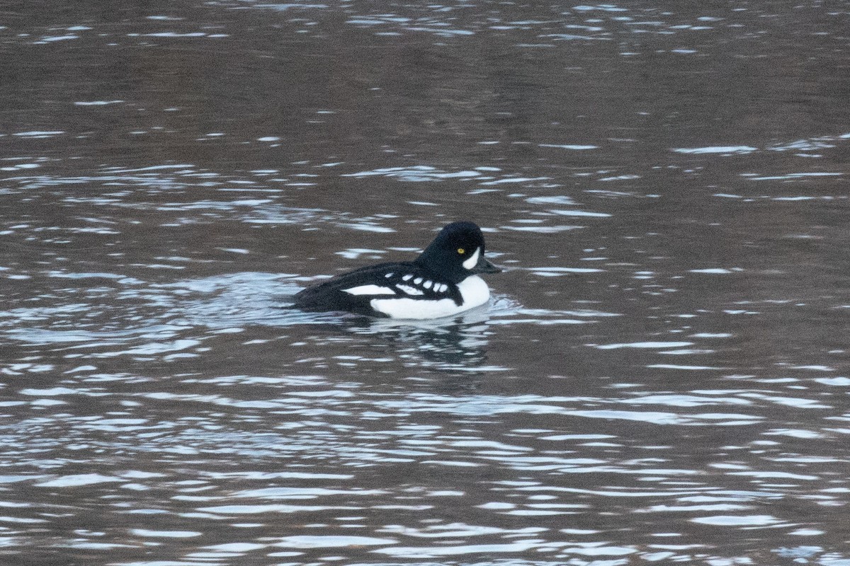 Murgilari islandiarra - ML646190304