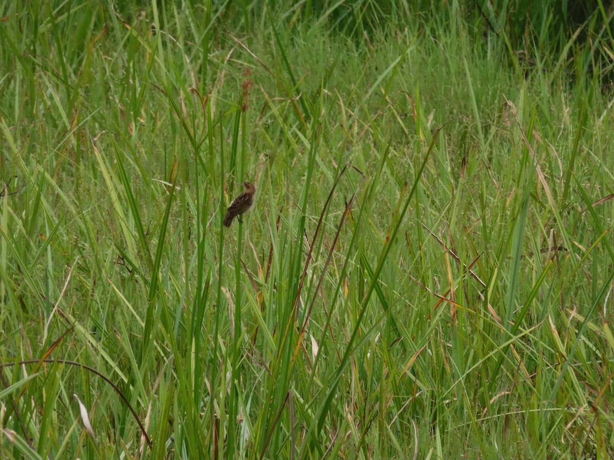 Red-collared Widowbird - ML646190308
