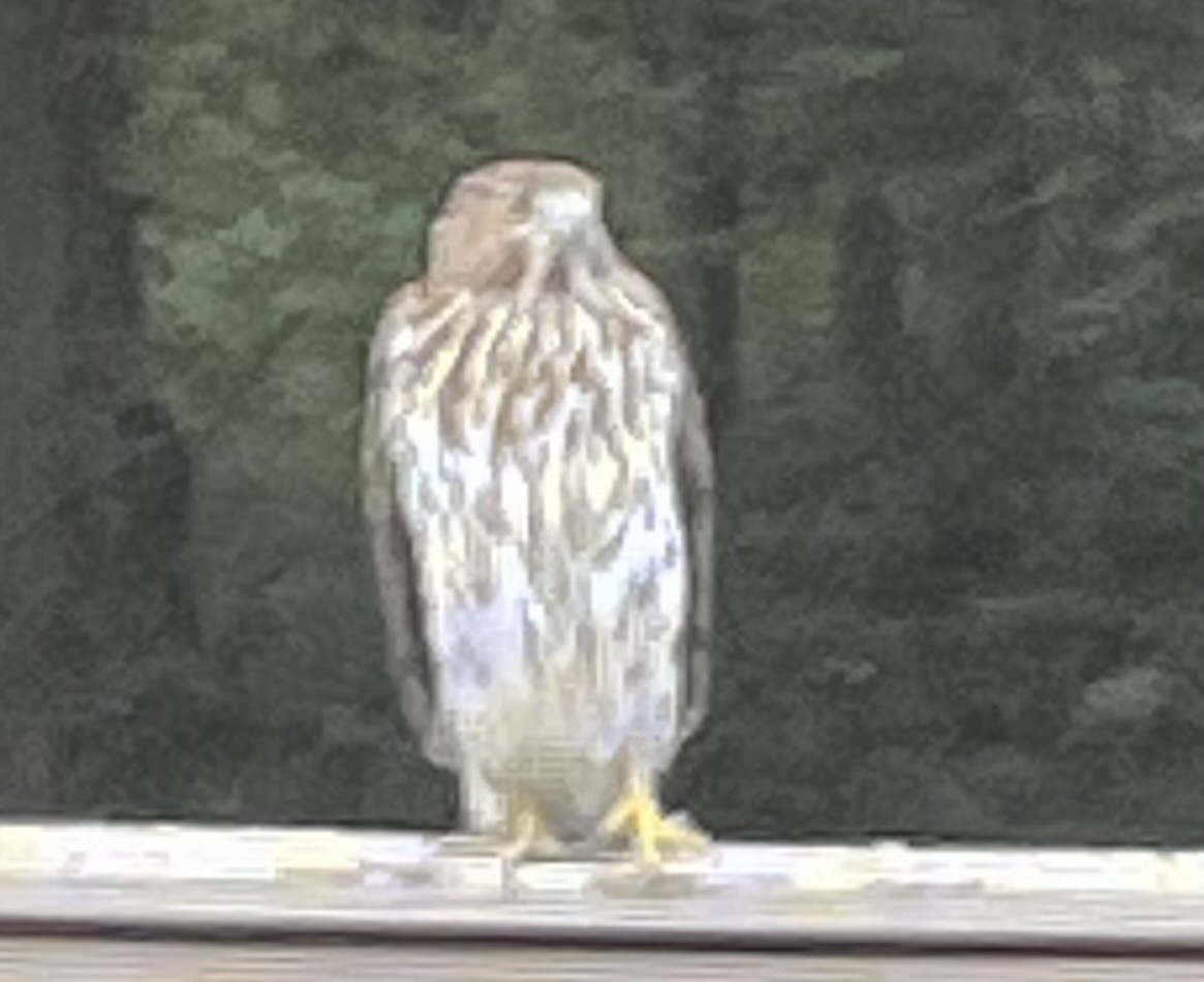 Cooper's Hawk - ML646190310