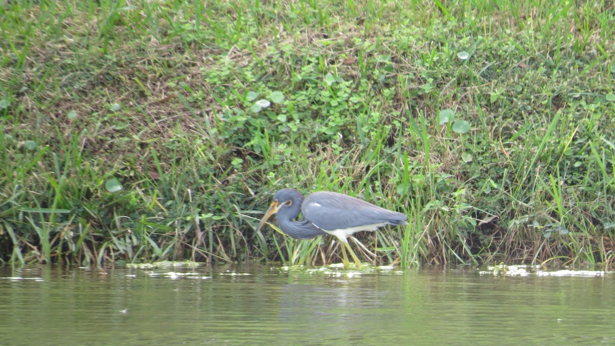 Tricolored Heron - ML646190320