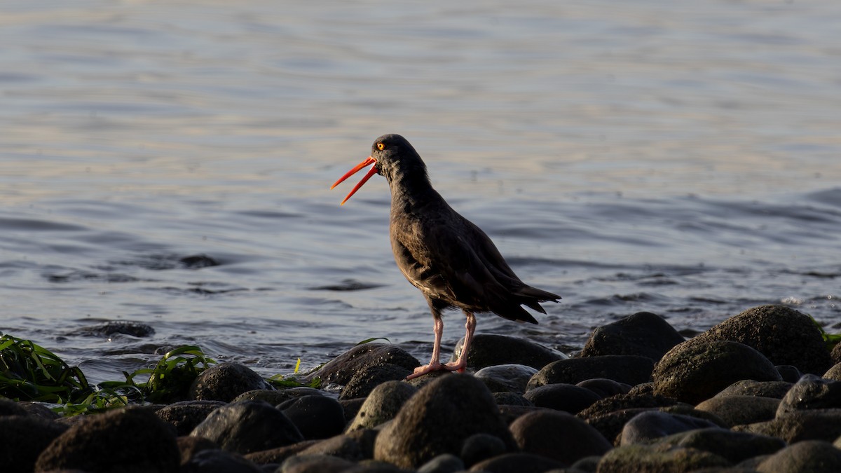 Black Oystercatcher - ML646190323