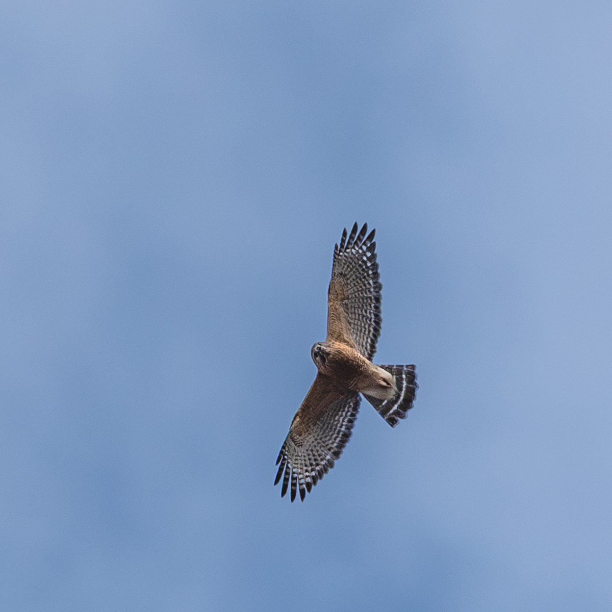 Red-shouldered Hawk - ML646190328