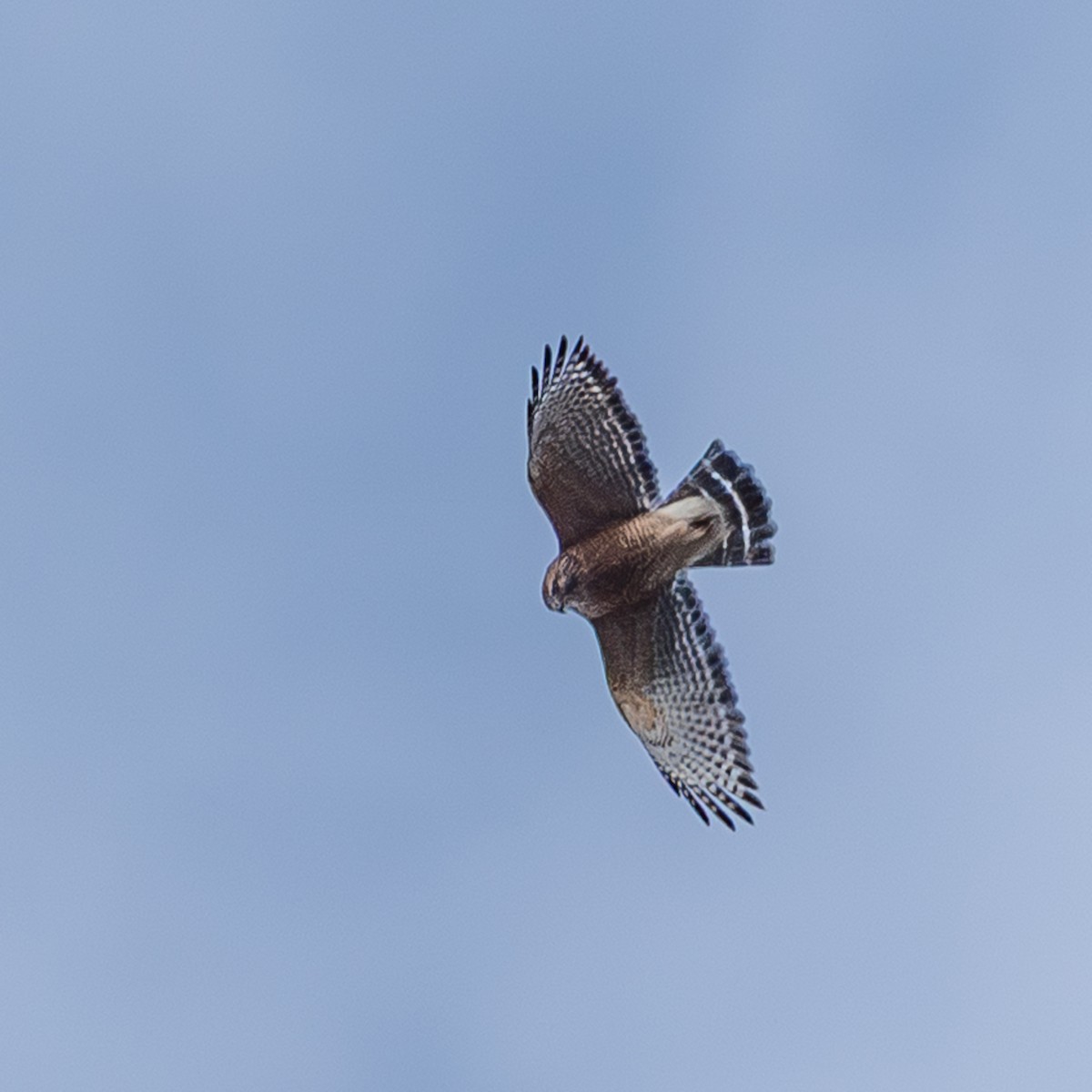 Red-shouldered Hawk - ML646190329
