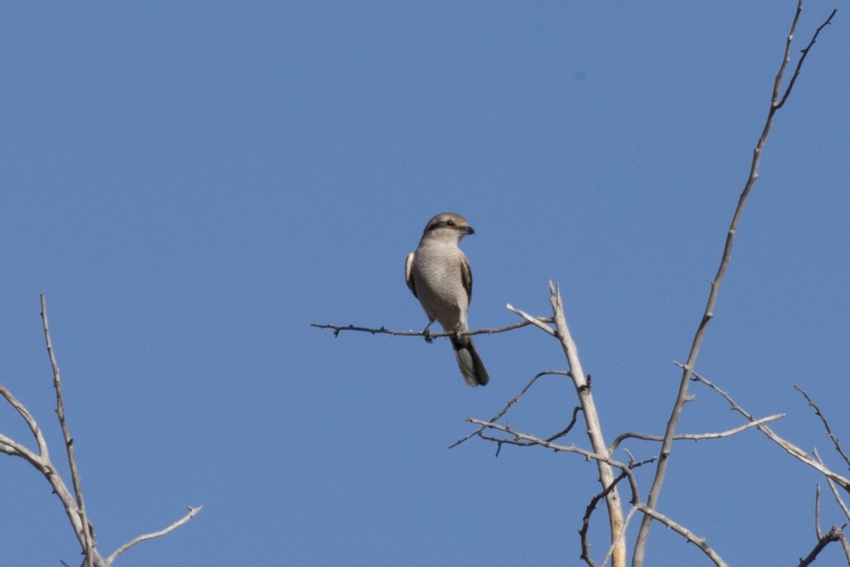 Northern Shrike - ML646190332