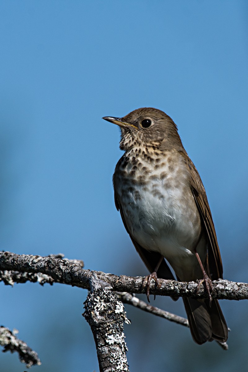 Bicknell's Thrush - ML646190333