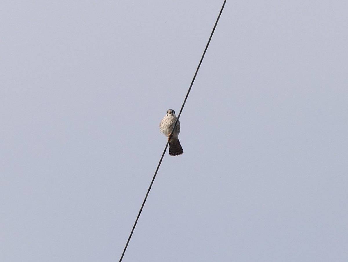American Kestrel - ML646190335