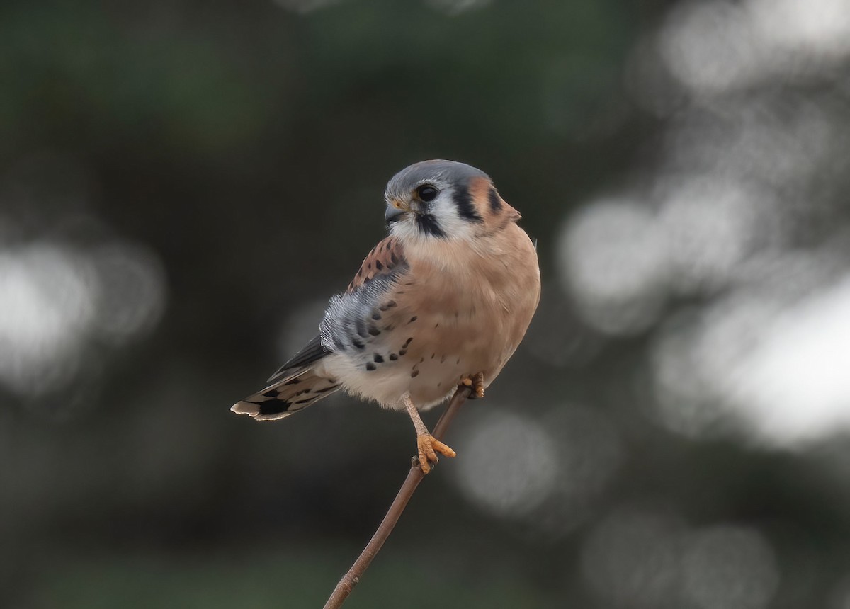 American Kestrel - ML646190336