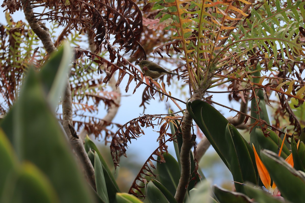 Canary Islands Chiffchaff - ML646190337
