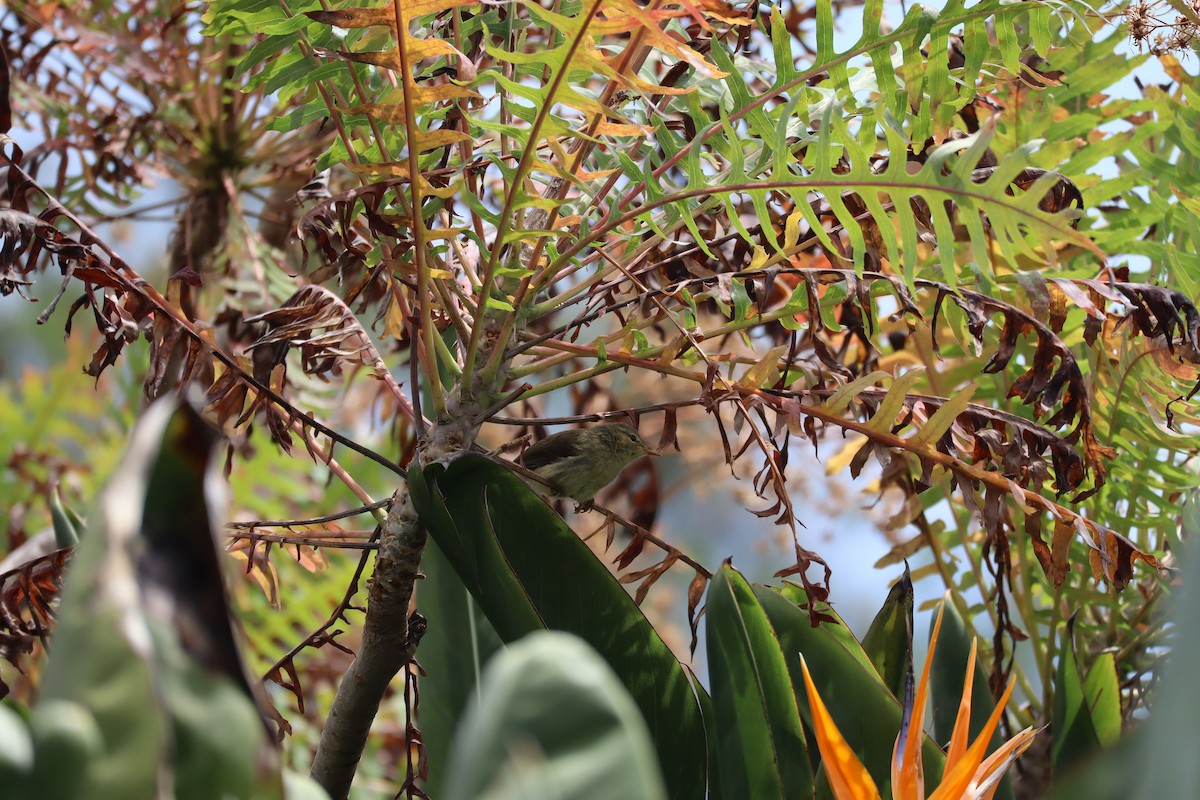 Canary Islands Chiffchaff - ML646190338