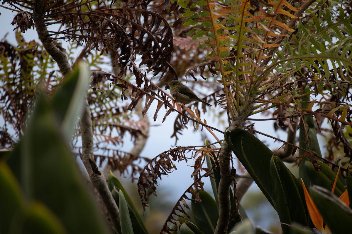 Canary Islands Chiffchaff - ML646190339