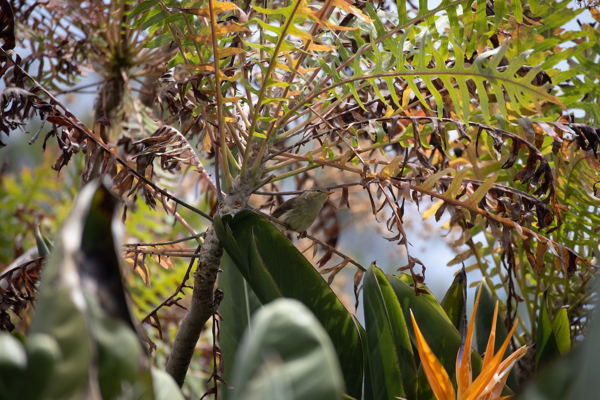 Canary Islands Chiffchaff - ML646190340