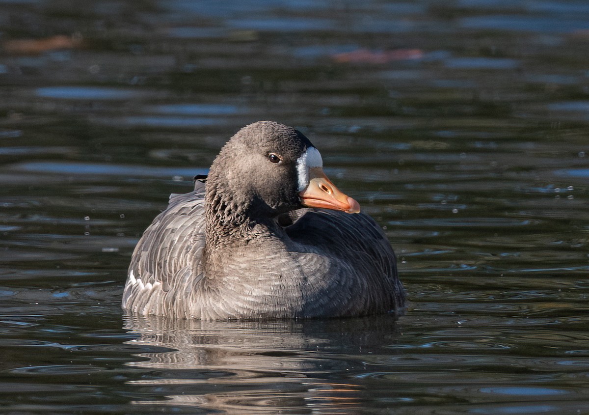 husa běločelá - ML646190342