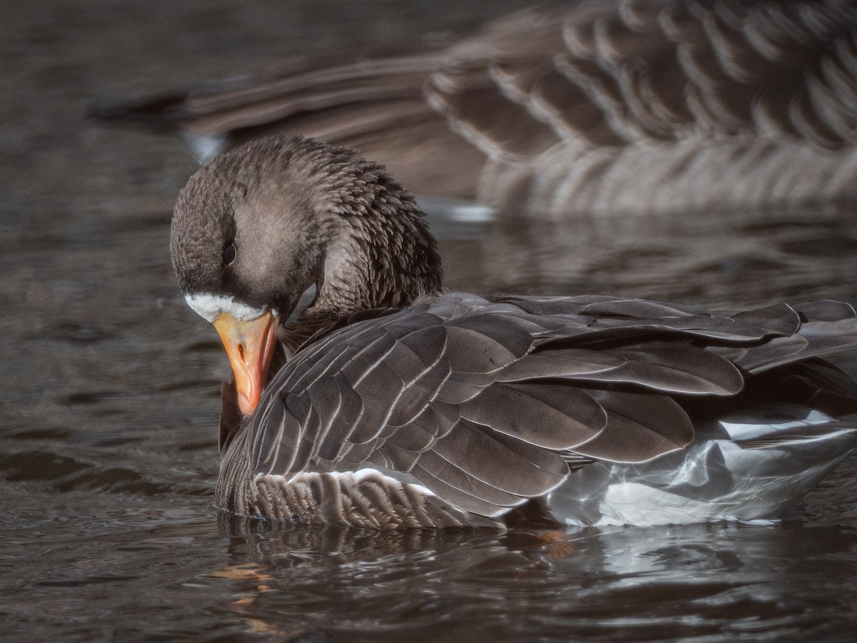 husa běločelá - ML646190343