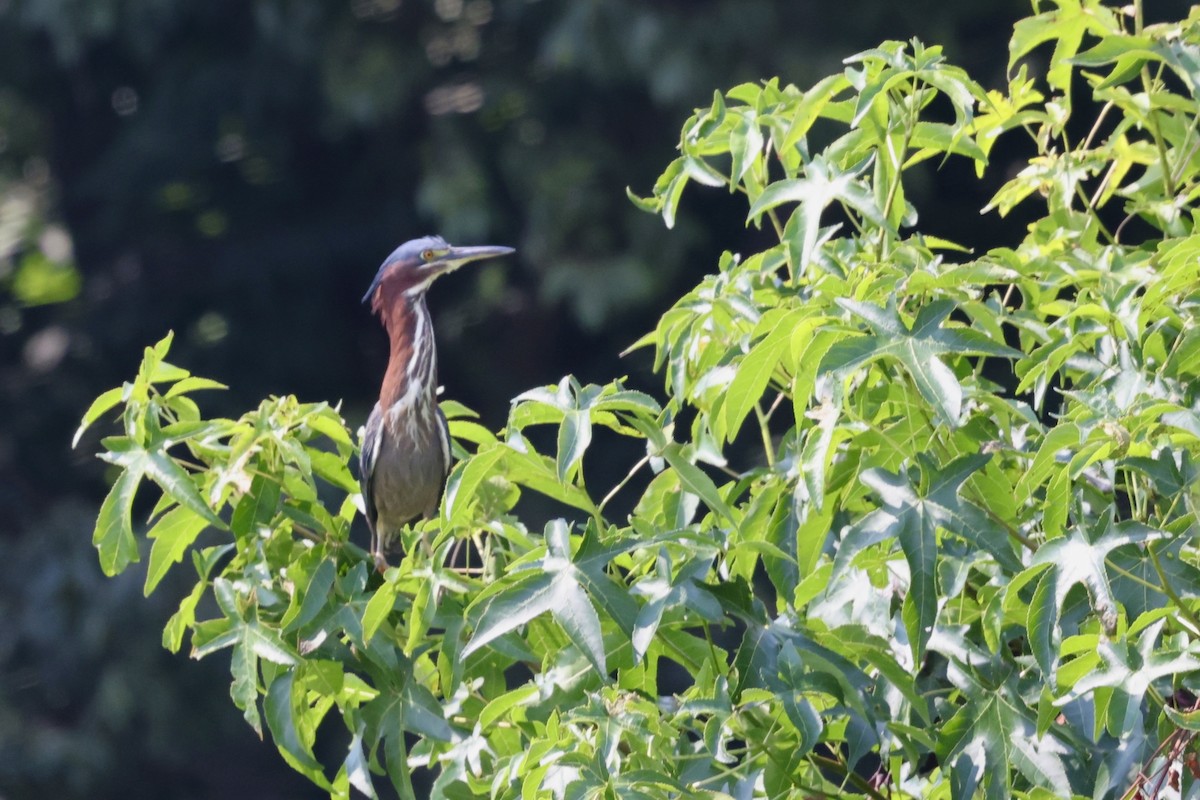 Green Heron - ML646190344