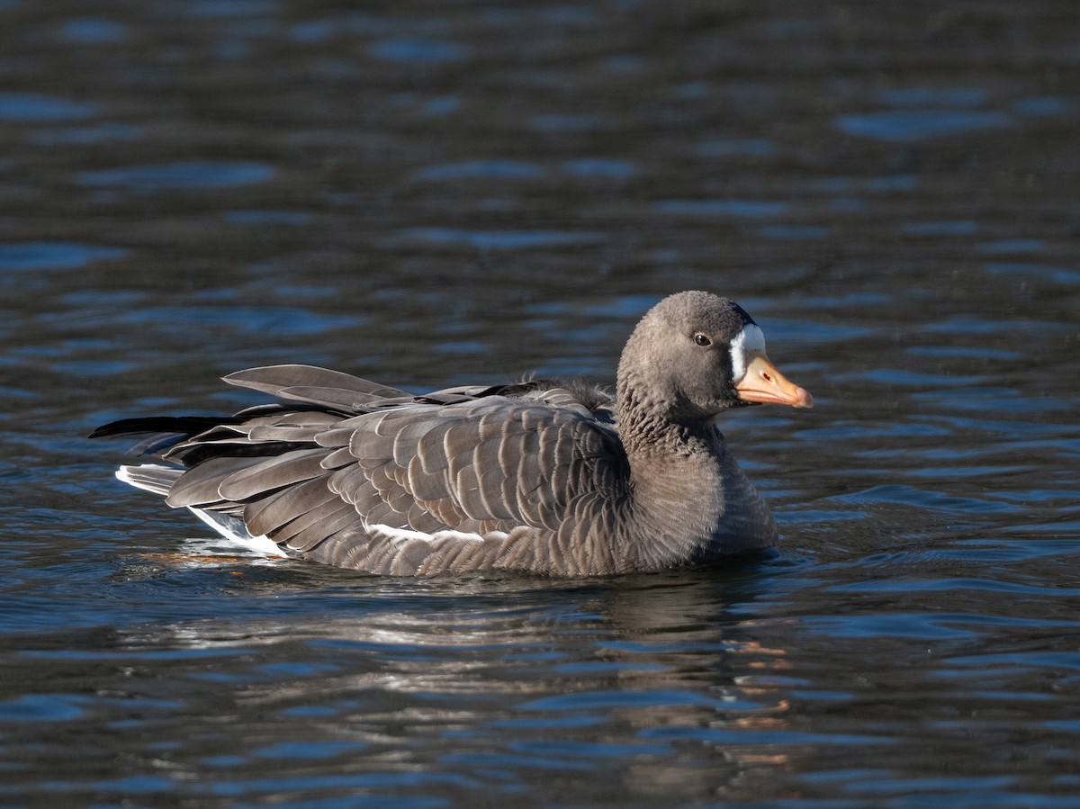 husa běločelá - ML646190345