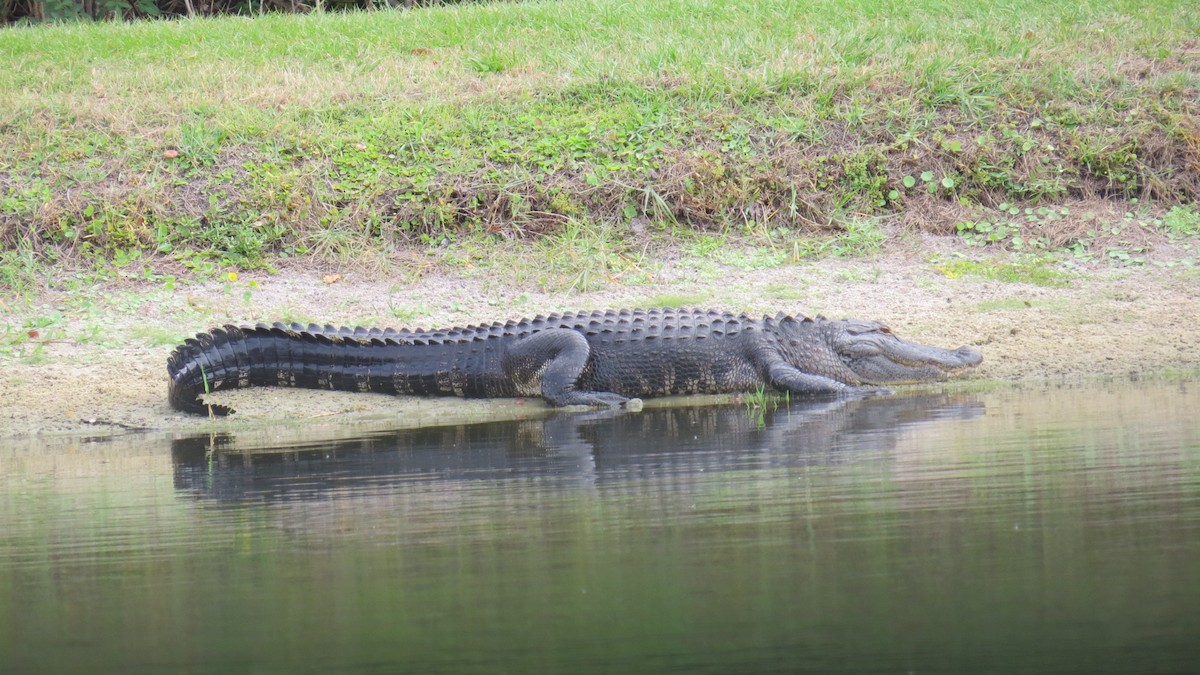 動物界 - ML646190347