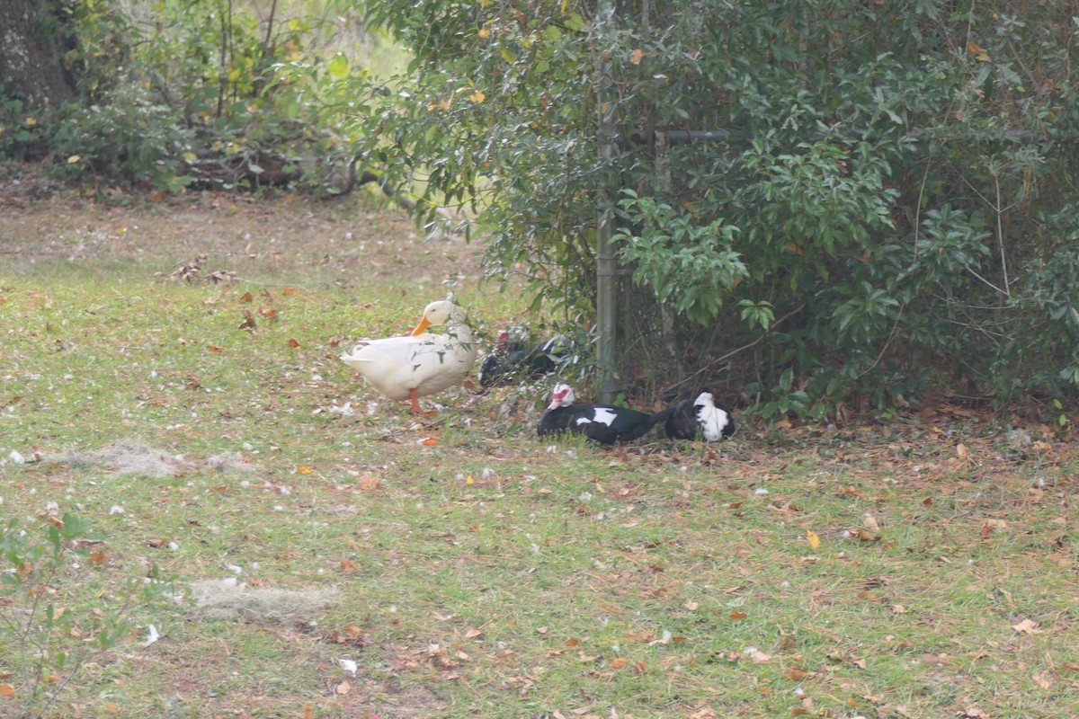 Anatra germanata - ML646190349