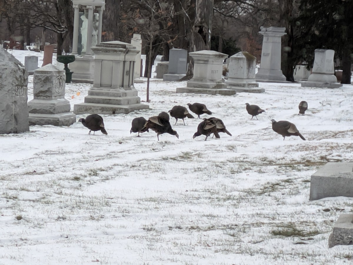 Індик великий - ML646190356