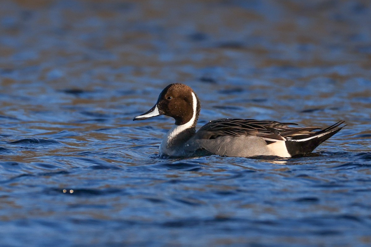 ostralka štíhlá - ML646190358