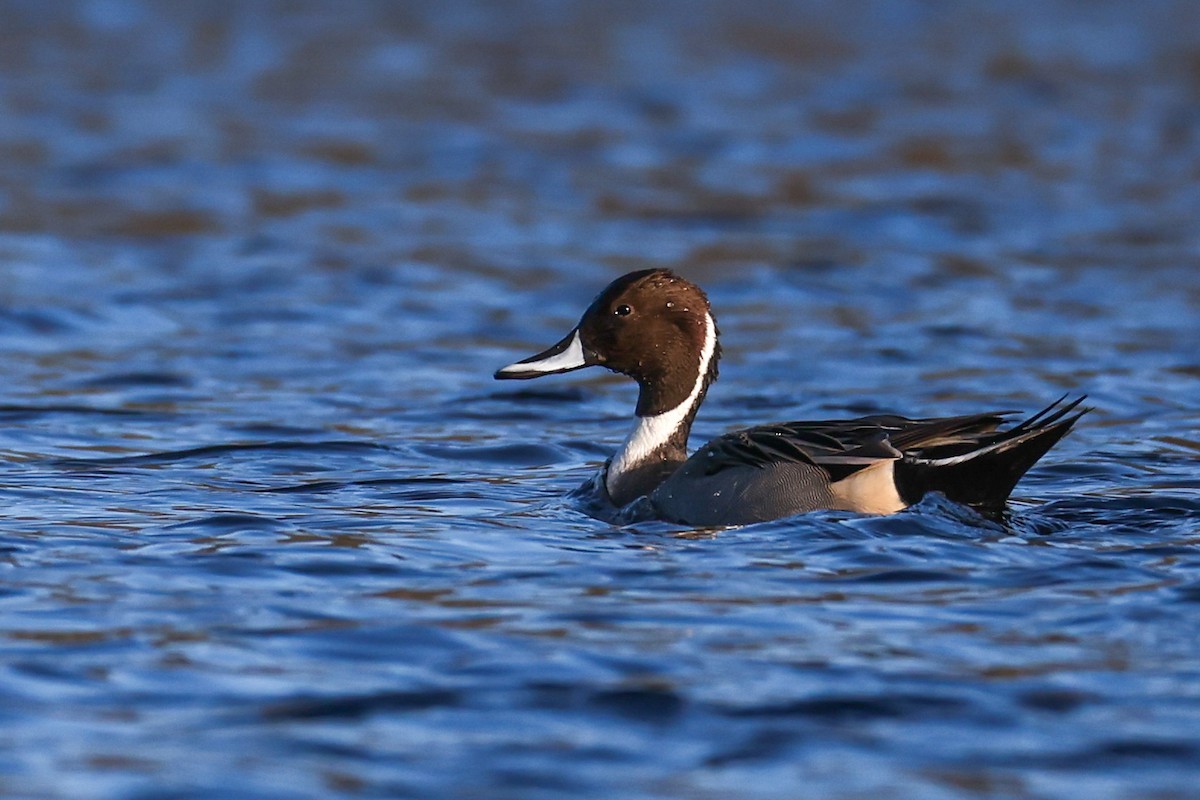 ostralka štíhlá - ML646190359