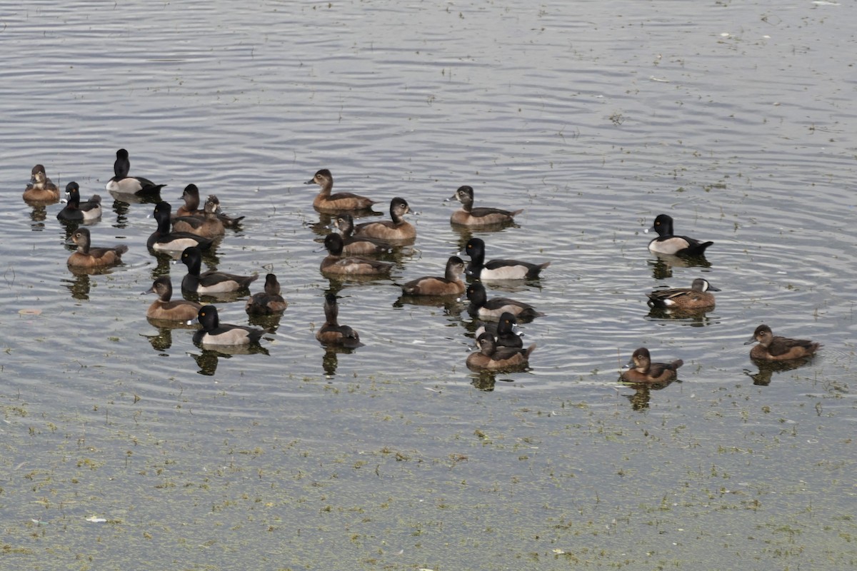 Moretta dal collare - ML646190360