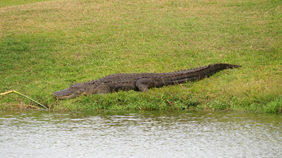 動物界 - ML646190362