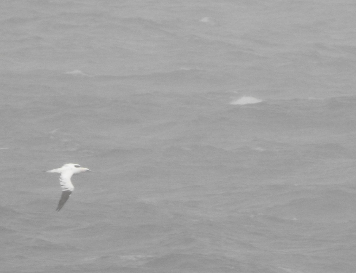 Northern Gannet - ML646190365