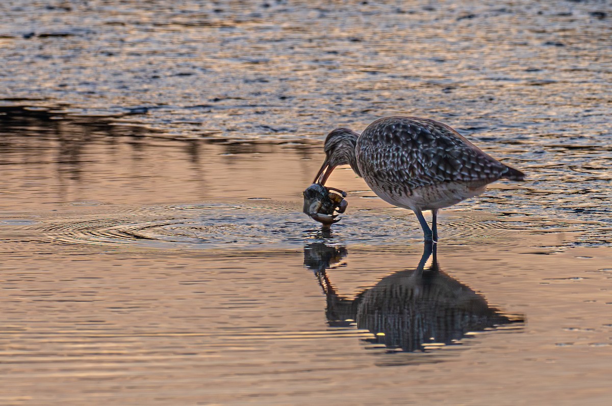 Chiurlo piccolo americano - ML646190367