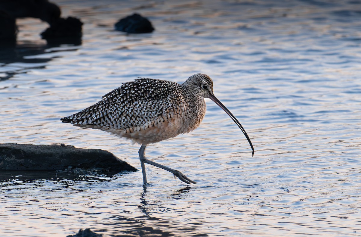 Кульон американський - ML646190373