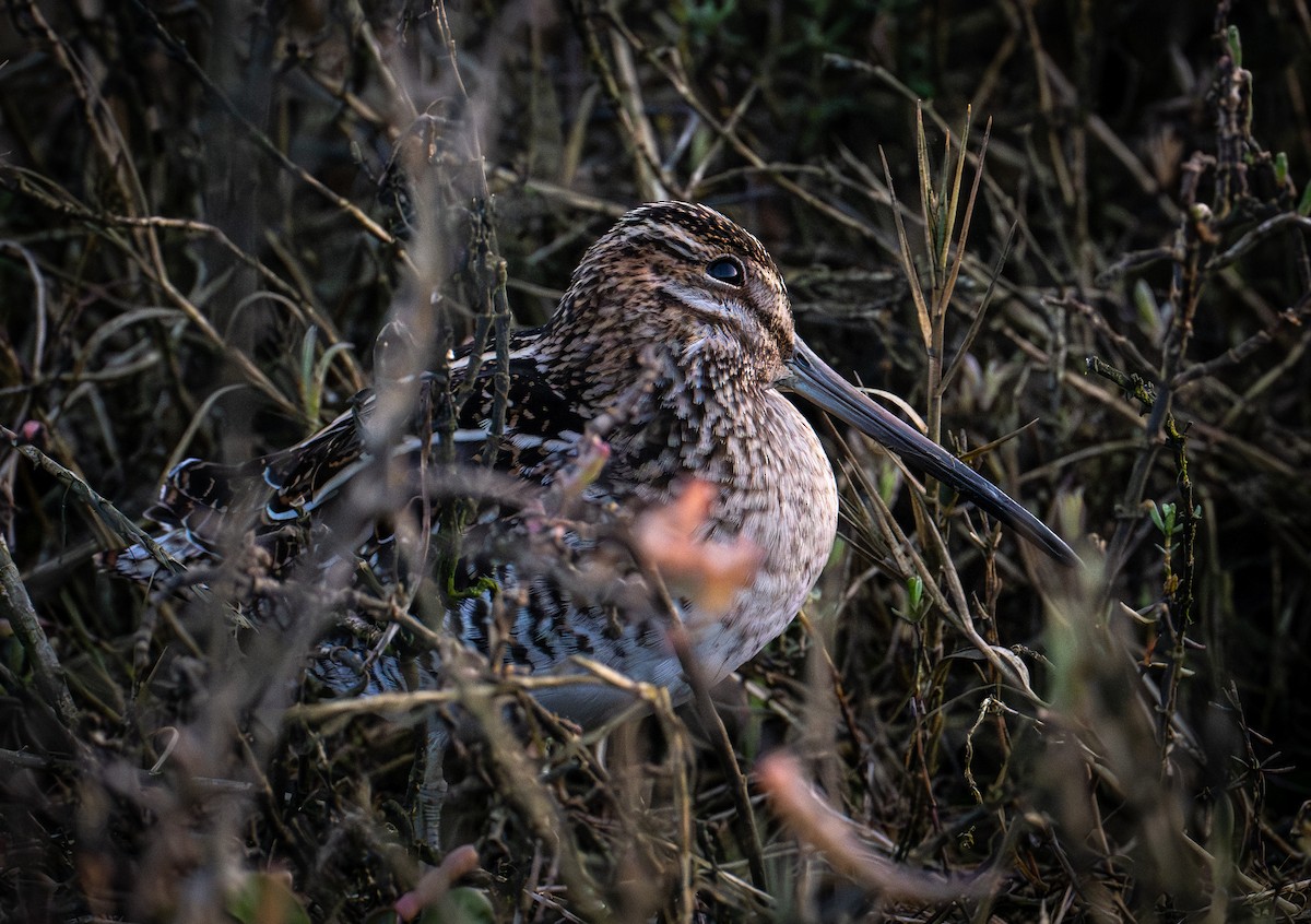 Wilson's Snipe - ML646190375