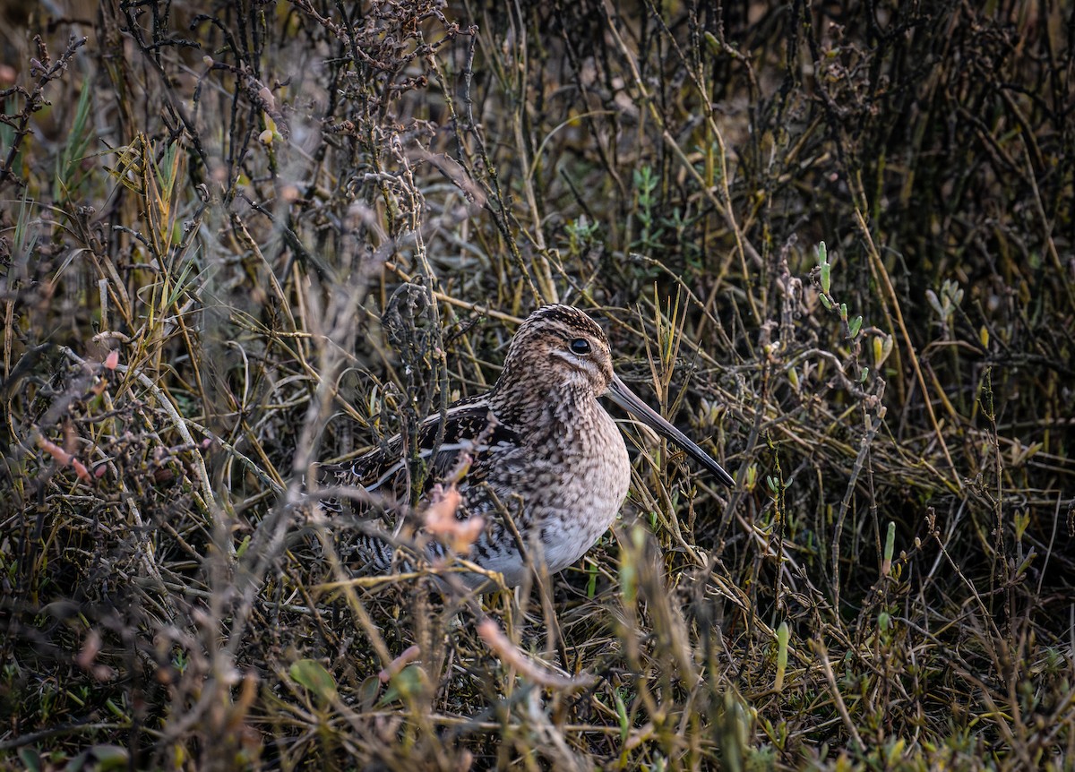 Wilson's Snipe - ML646190381
