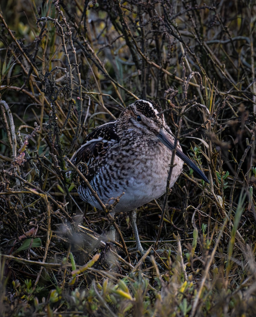 Wilson's Snipe - ML646190385