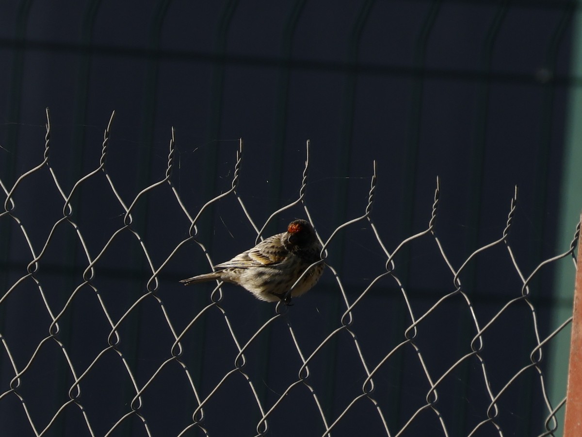 Rotstirngirlitz - ML646190386