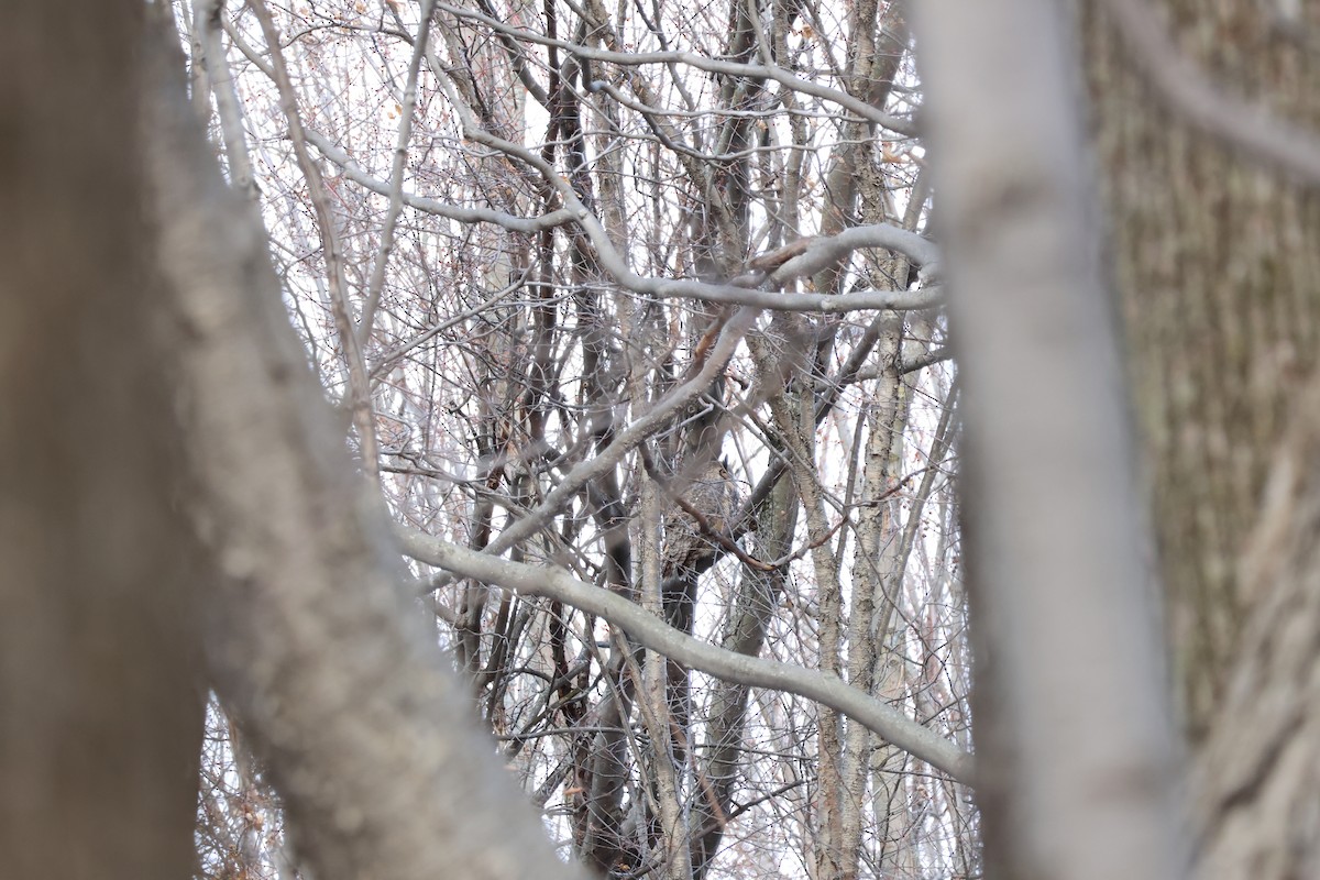 Great Horned Owl - ML646190392