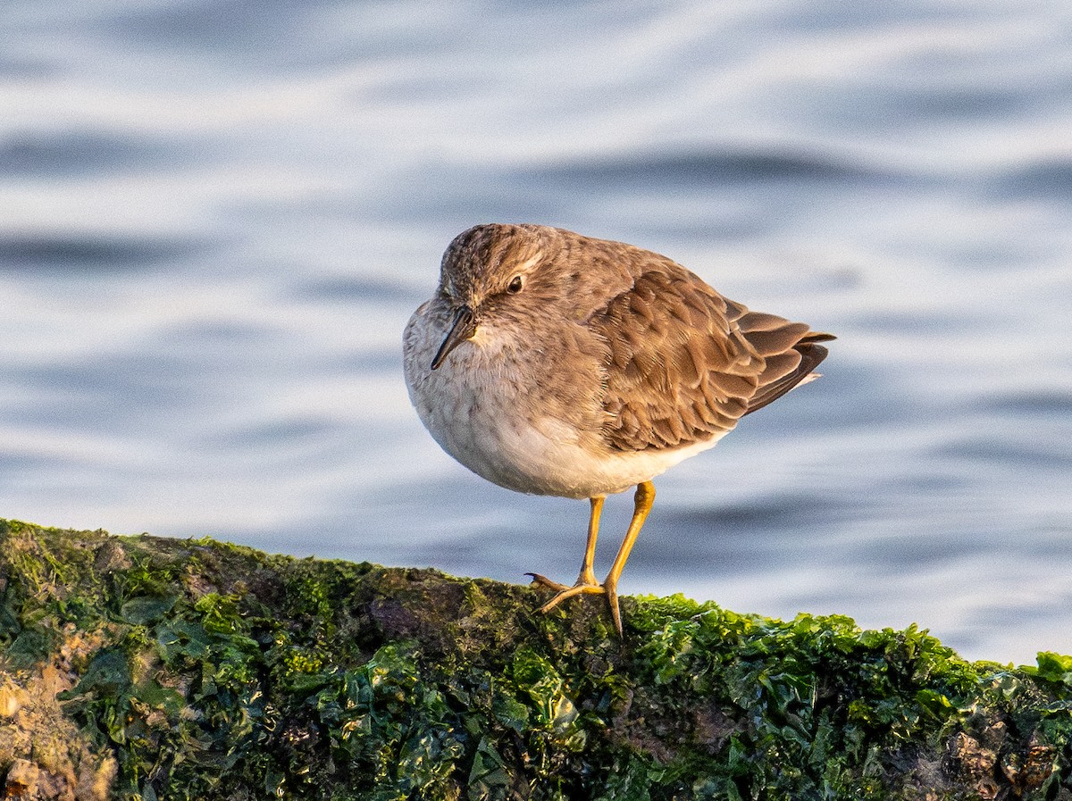 Gambecchio americano - ML646190394