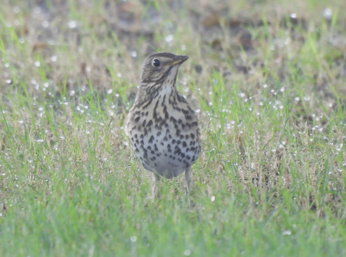 Song Thrush - ML646190396