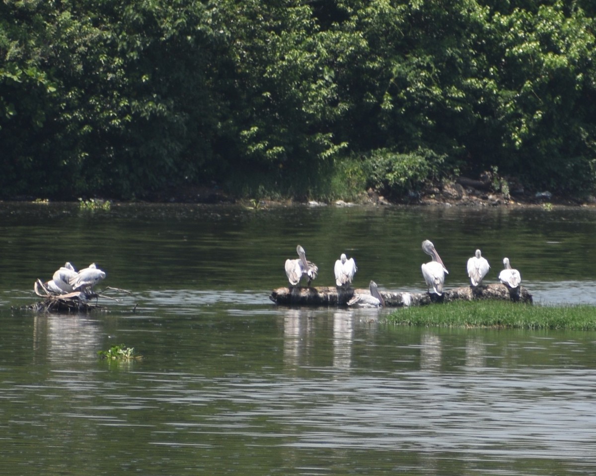 Spot-billed Pelican - ML646190400